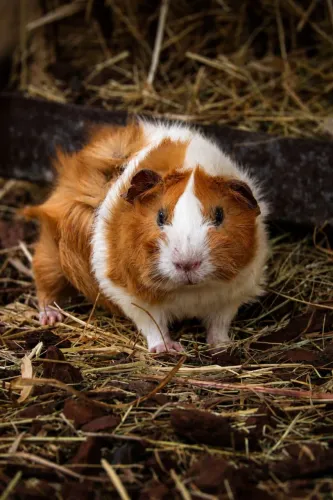 Porquinho da índia abissinio