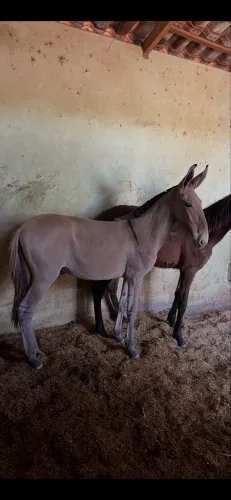 Burro Campolina 8 meses