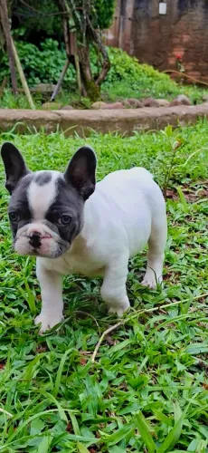 Macho de buldogue francês blue pied olhos azuis 