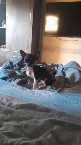 Pinscher fêmea