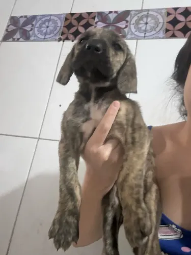 Vendo fila brasileira