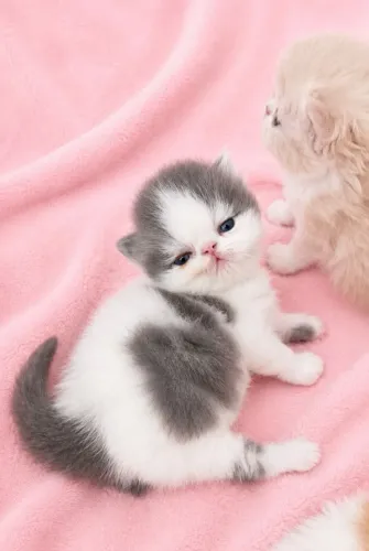 Os mais lindos e espertos gatos persas