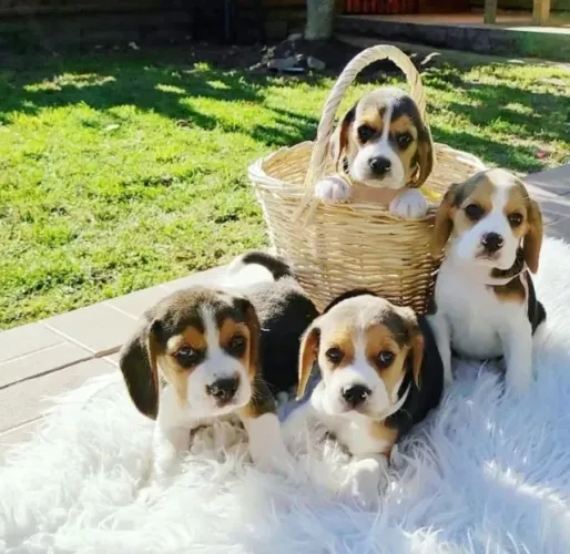 Beagle Filhotes, Parcelamos em 12x pra você!! Aproveite a Mega Promoção