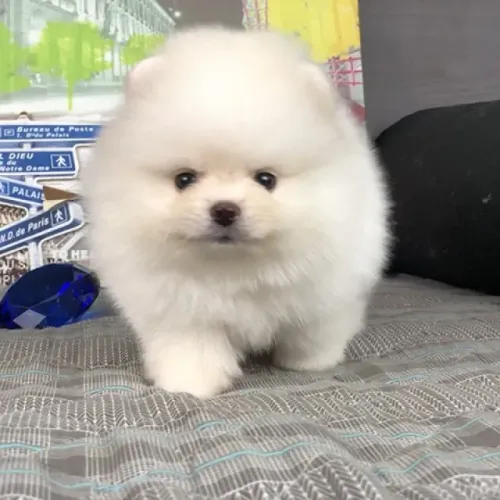 Cachorro Lulu da Pomerania vermifugado e adestrado no tapete, disponível