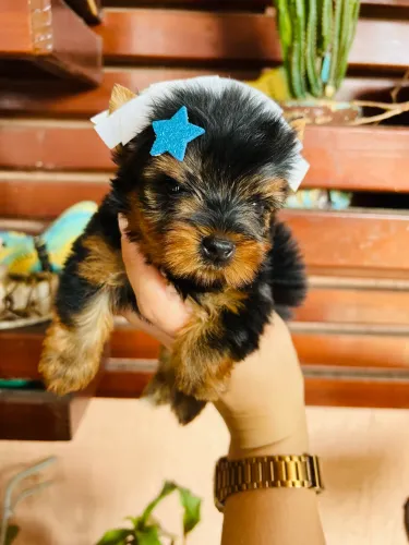 Yorkshire Machinho lindo porte bem pequeno pedigree 
