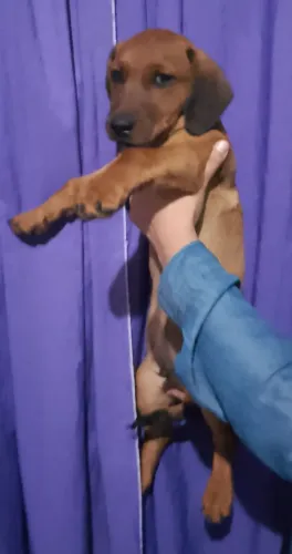 Filhote Dachshund macho