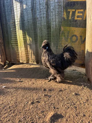 Macho de sedosa com 7 meses