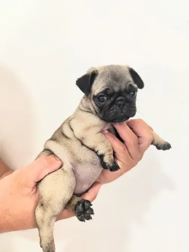 Filhotes Pug no padrão pra pronta entrega