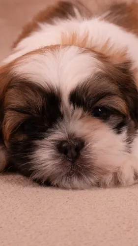 Shih tzu