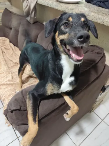 Doação cachorro macho 