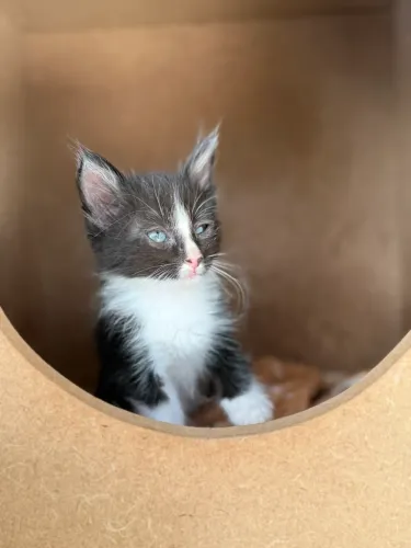 Gatinha para adoção responsável