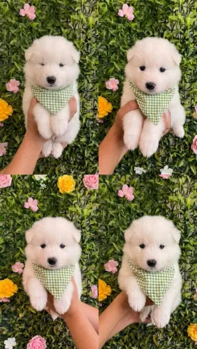 Vendo 4 samoieda machos pedigree por 3 mil reai cada um e só me chamar aqui