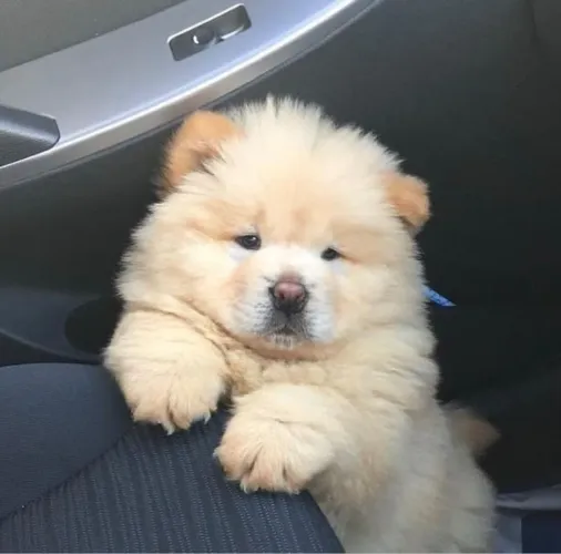 Chow Chow Um floquinho de amor pronto para fazer parte da sua vida