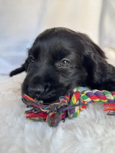 Cocker Spaniel Inglês