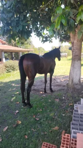 CAVALO QUARTO DE MILHA