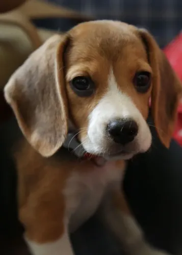 Beagle lindos e encantadores 