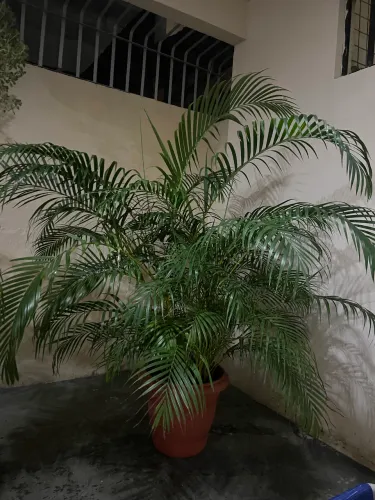 Palmeira Areca- bambu
