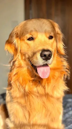 VENDE-SE GOLDEN RETRIEVER