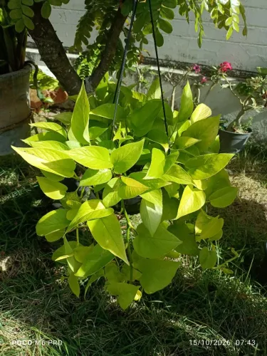 Meirinha gassol vende plantas ornamentai.