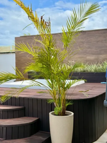 8 plantas com vasos (de cerâmica e plástico).