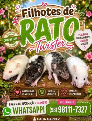 Filhotes de rato twister