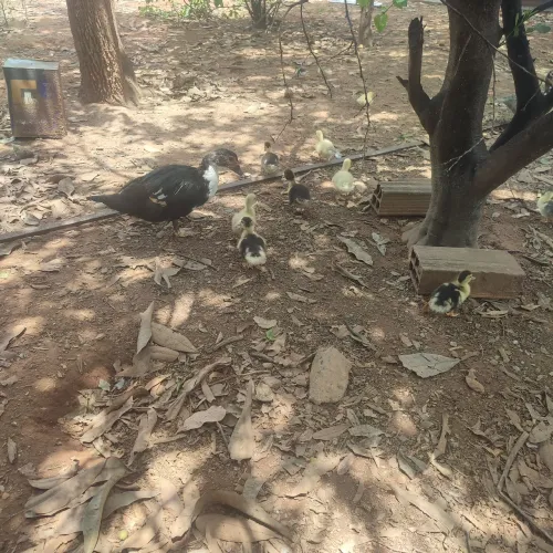 Filhotes de patos