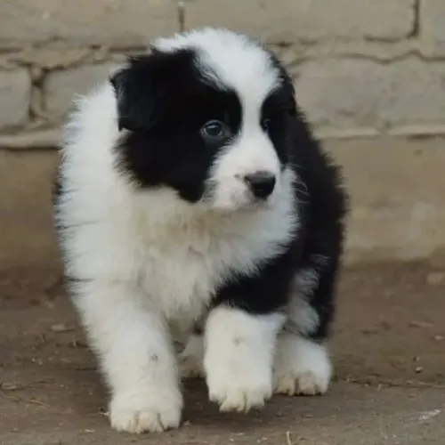 Filhotes de Border Collie | Muito charme reunido em quatro patas.