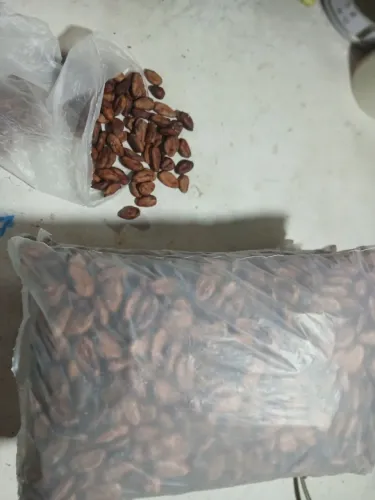 Cacau