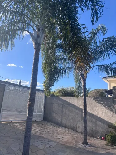 Palmeira real