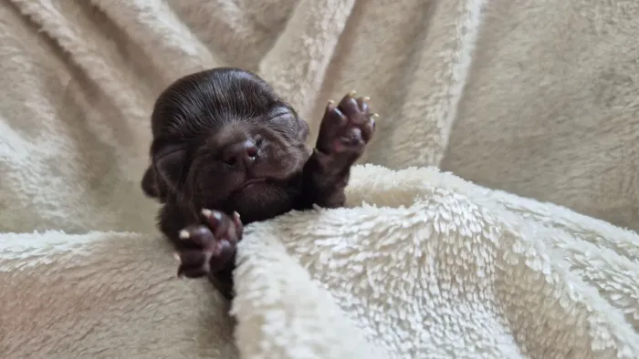 Chihuahua mini