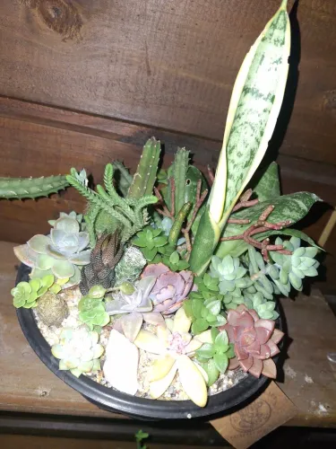 Mini Jardim de Suculentas