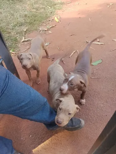 ? Filhotes Pitbull Red Nose ?