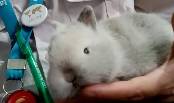 Anão netherland dwarf importado