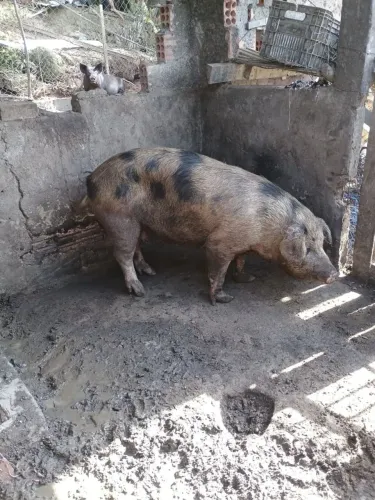 Porcas