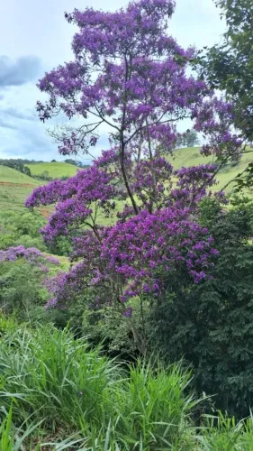 Oferta Imperdível! Ideal para quem busca Paz e Sossego junto à Natureza, Delfim Moreira/MG