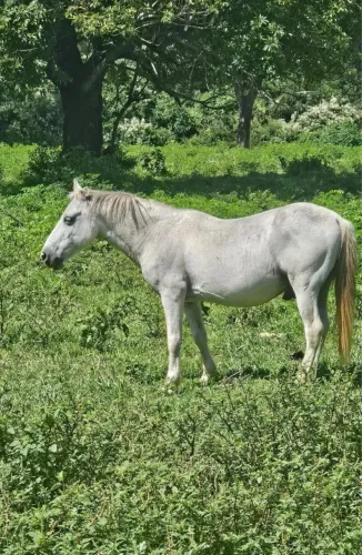 Doação de Cavalo /. WhatsApp *