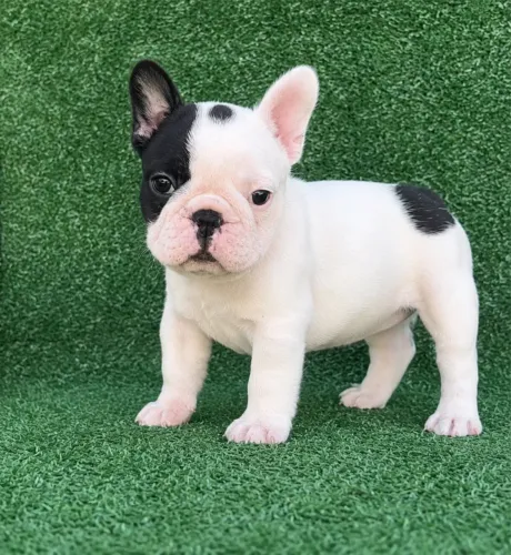 Filhote buldogue francês macho