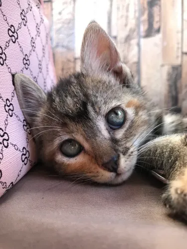 Doação de Gato