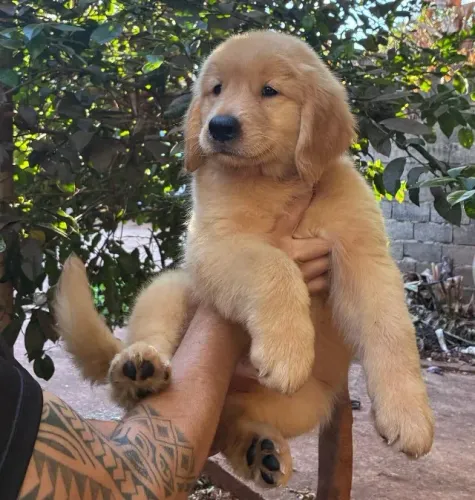 Golden Retriever com pedigree em Ribeirão Preto, filhotes de alto padrão