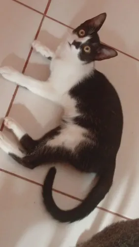 Doação Responsável Gatos castrados 5 meses