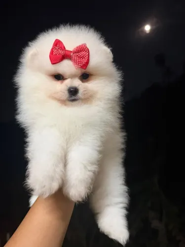 PEQUENOS URSINHOS - LULU DA POMERÂNIA !!!