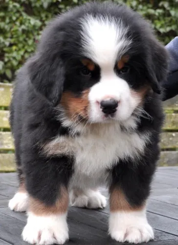 Bernese com garantia de vida e procedência