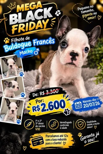 Buldogue francês