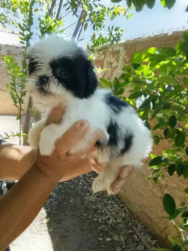 Shitzu