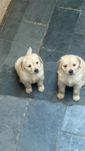 Golden Retriever - Filhote Encantador e Muito Carinhoso