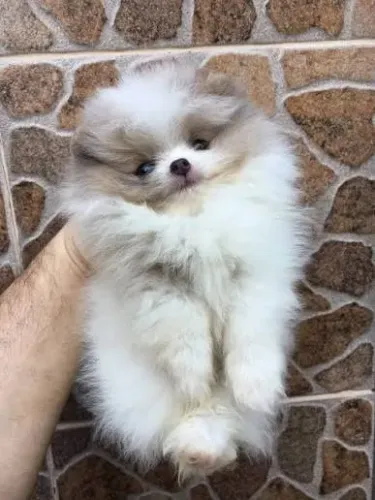 Filhotes Spitz Alemão Mini fofo