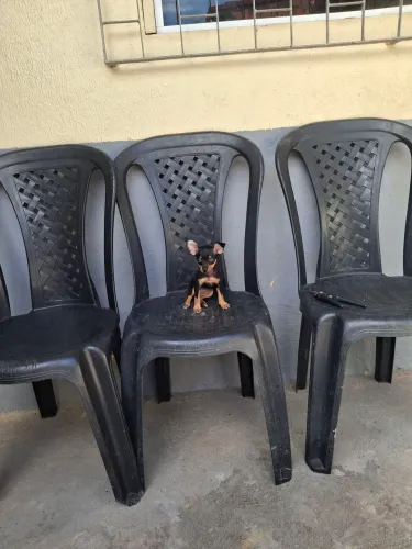 Pinscher