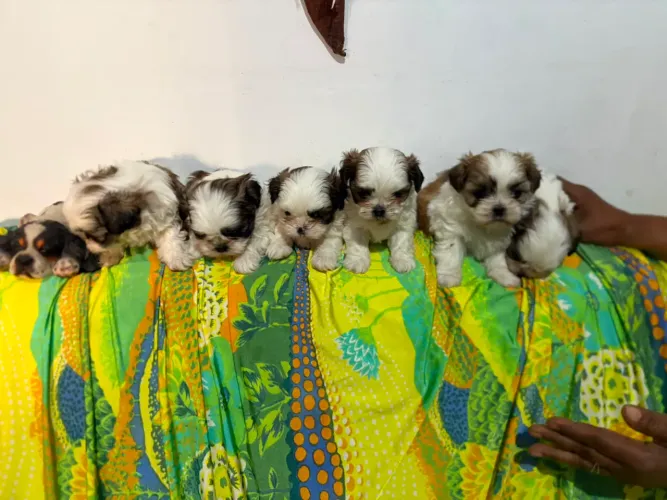 Filhote Shih Tzu Pedigree Liberty - Muito Fofo e Carinhoso