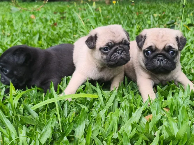 PUG Abricot e preto 