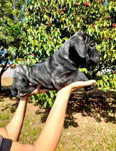 Filhotes de cane corso